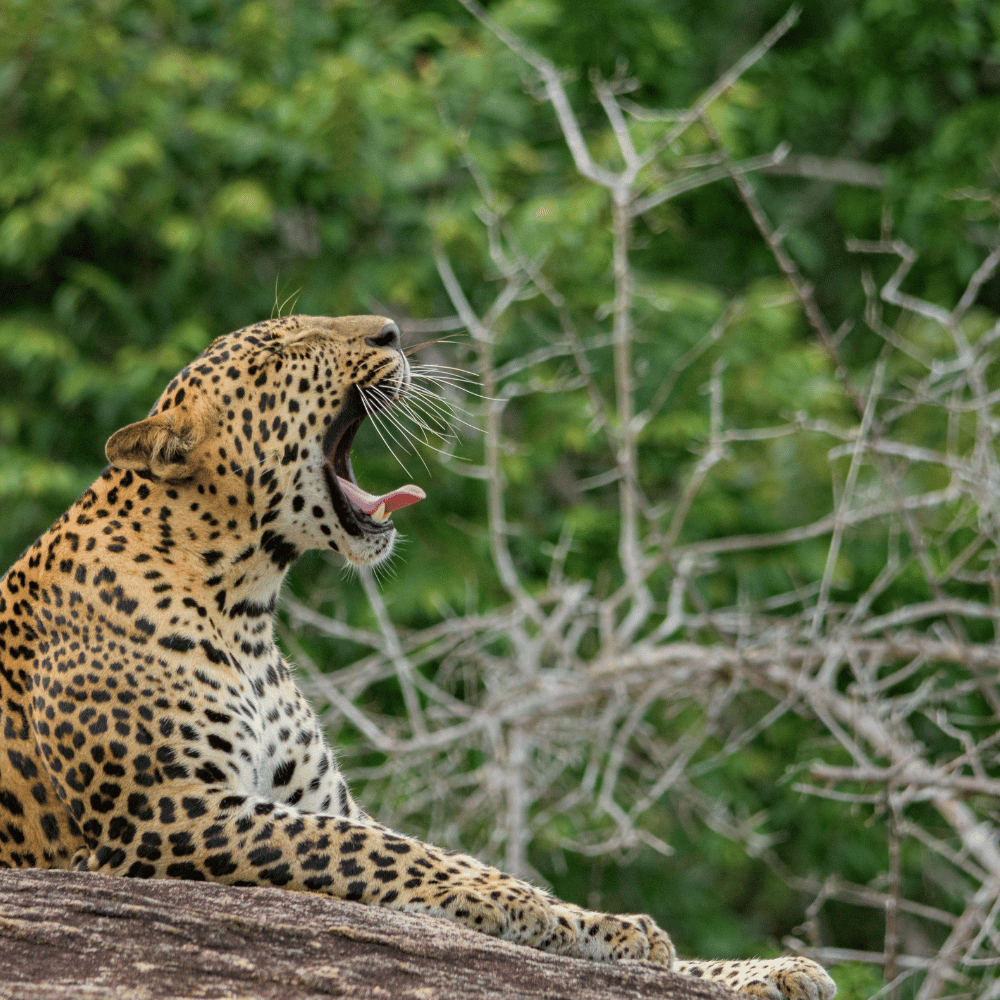 Leopard resting on a tree branch during a Yala National Park safari